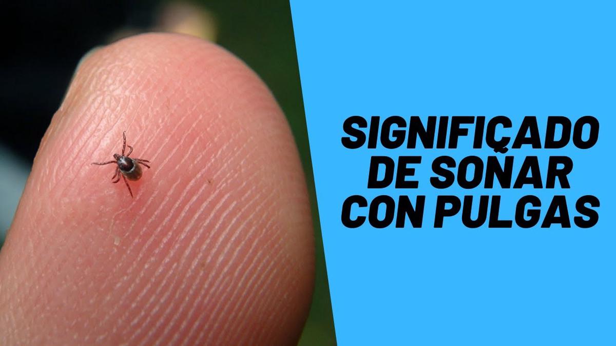 Significado De Soñar Con Pulgas