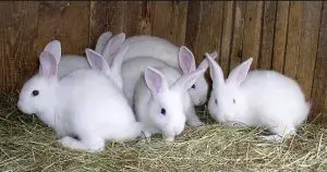 soñar con conejos