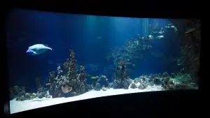 Soñar con acuario