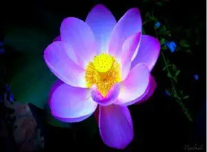 Definicion de flor de loto