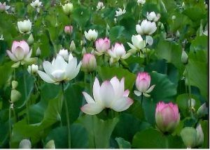 Definición de flor de loto