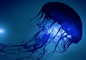 Soñar con medusas